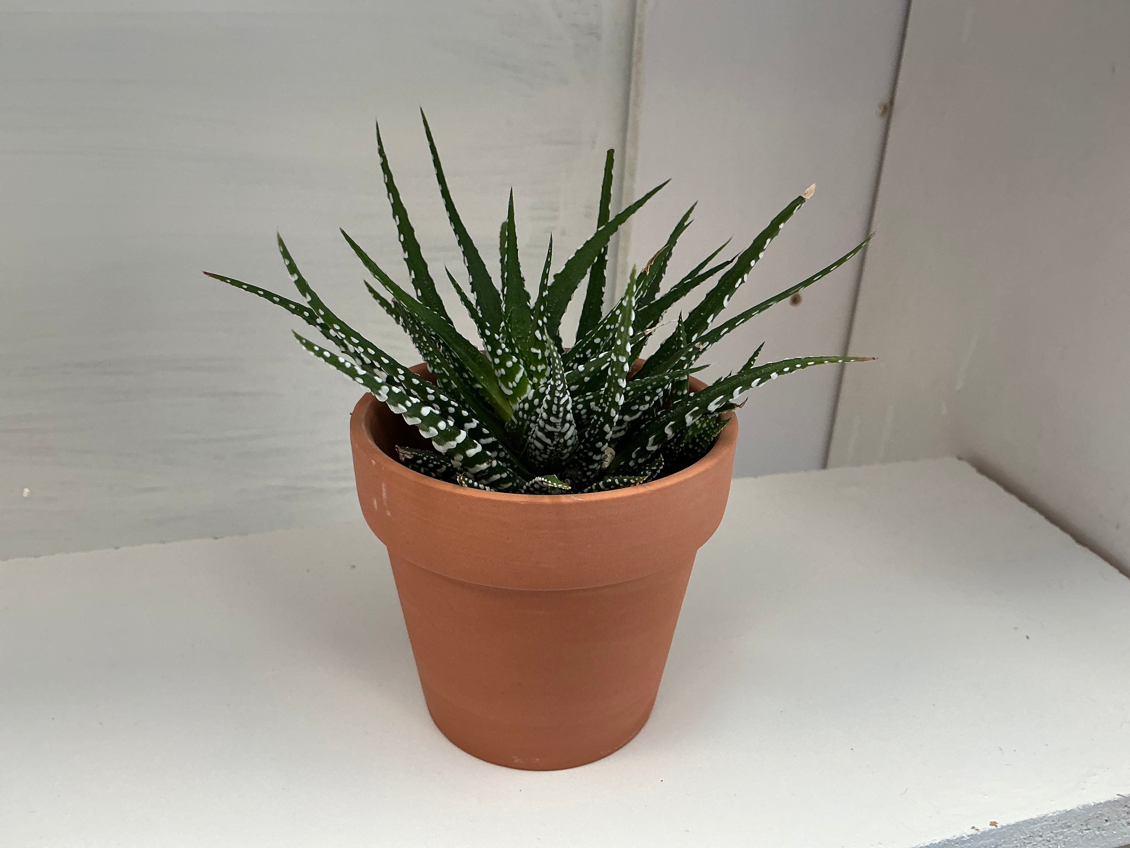 Succulents