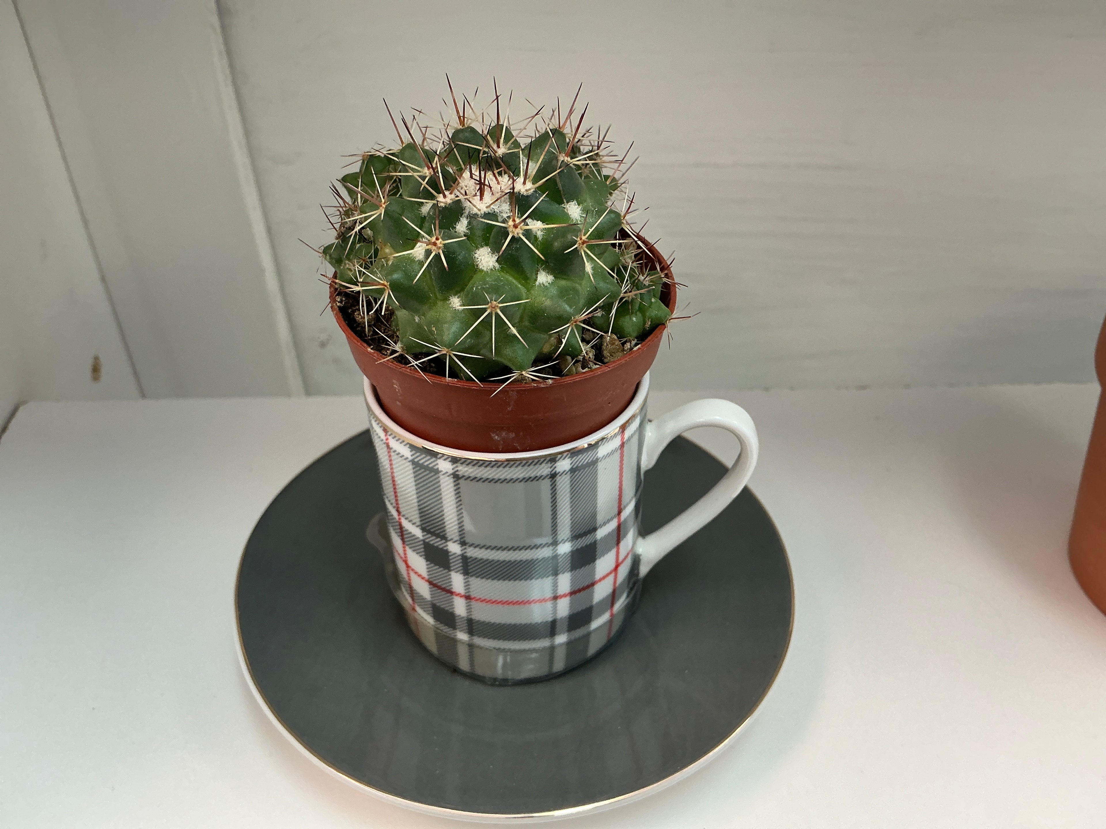 Cactus